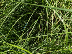 PXL_20240517_092531346_edited